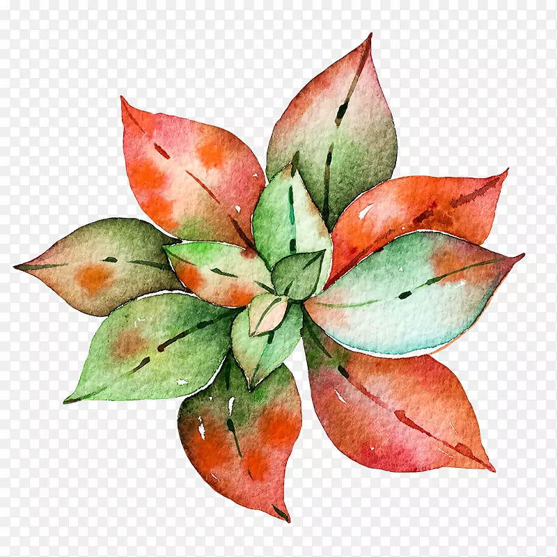 水彩画肉质植物龙舌兰