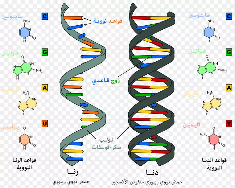 核酸结构RNA dna差异
