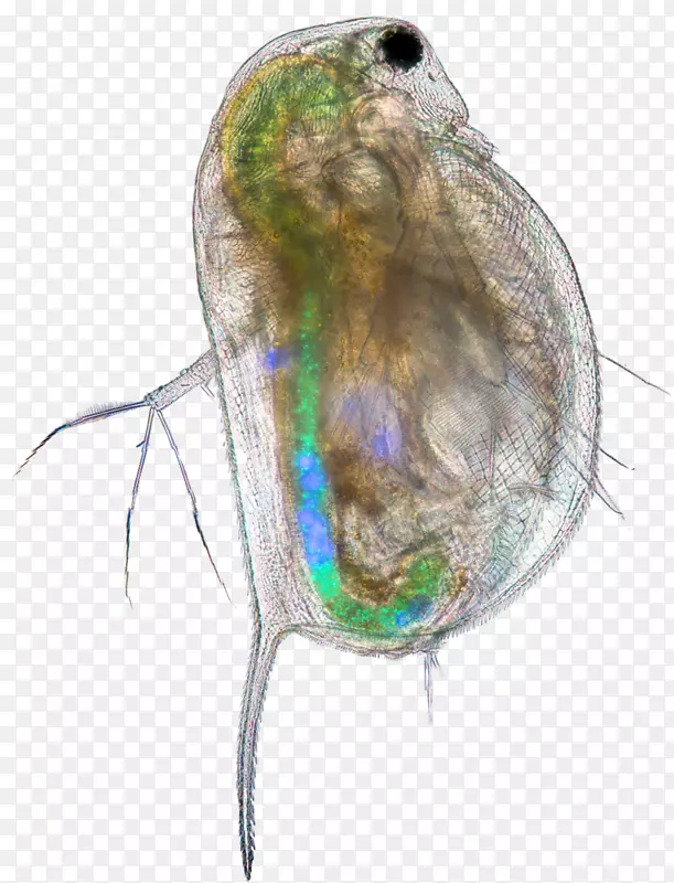 昆虫常见水蚤微塑料科学PLOS一虫