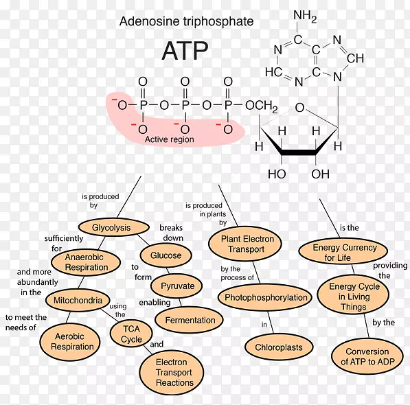 蛋白质细胞膜生物学核糖体-ATP