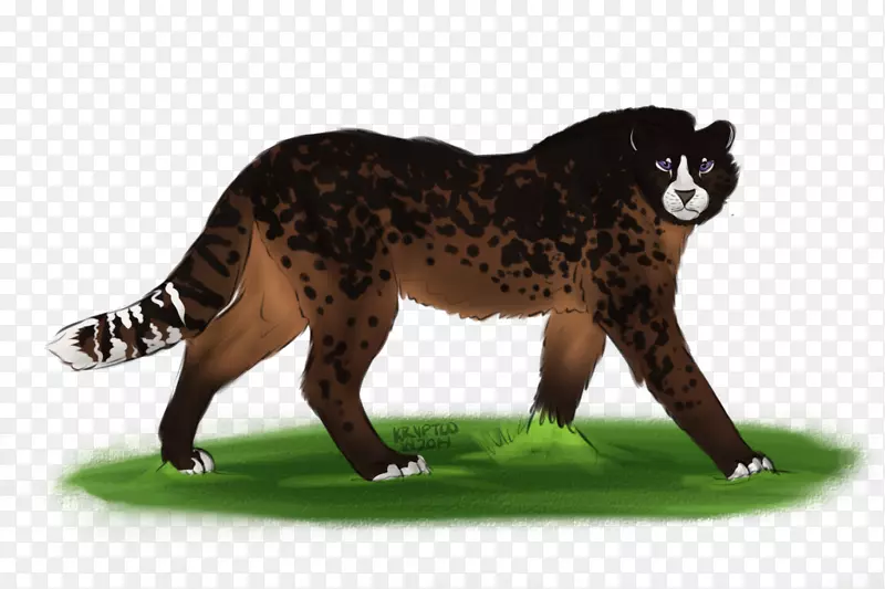 大猫陆生动物美洲狮野生动物-猫
