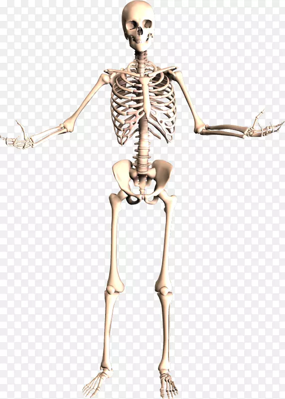 骨骼系统人体骨骼人体解剖-骨骼