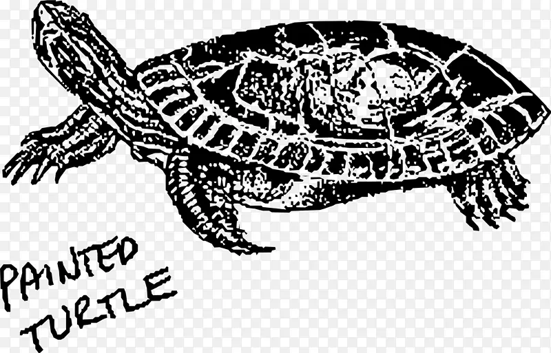 彩绘海龟-海龟