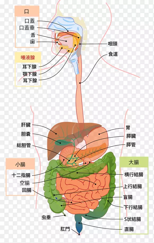 消化道消化人体消化系统解剖生理学