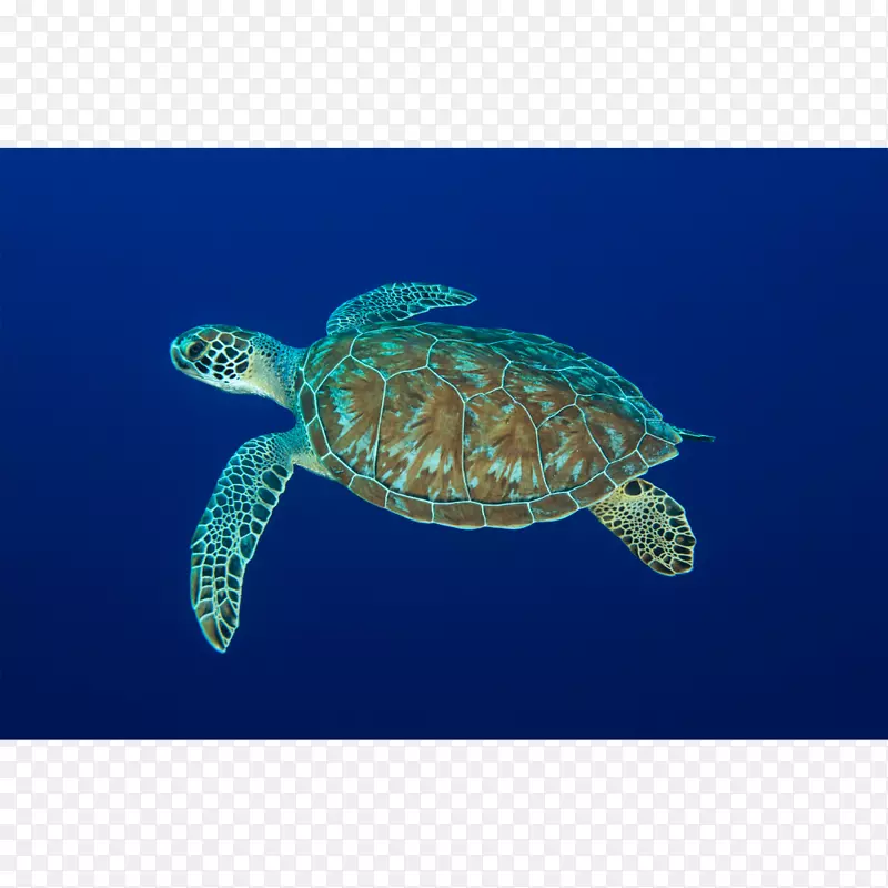 甲鱼海龟皮龟海洋生物学爬行动物海龟