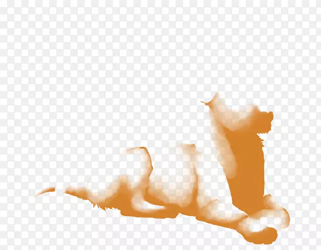 暹罗猫阿比西尼亚猫科犬狮子狗