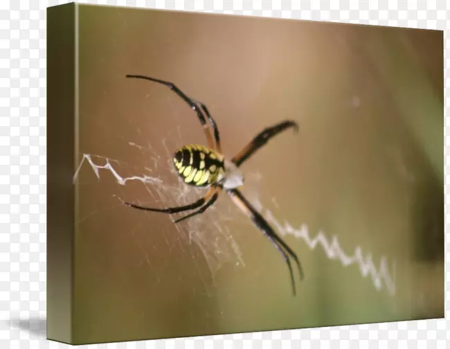 角形轮式织机蜘蛛昆虫金色丝珠织布虫咬蜘蛛