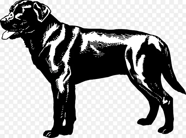 大丹麦犬繁殖拉布拉多猎犬金毛猎犬-金毛猎犬