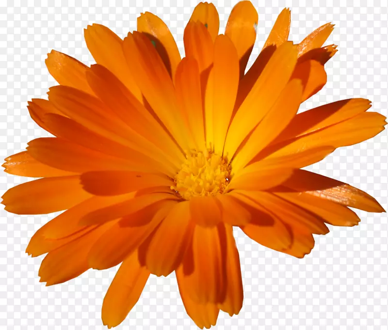 剪贴画-橙色花