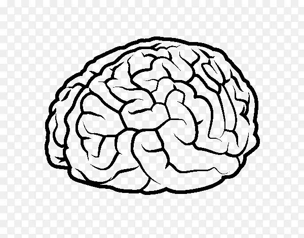 绘制人脑人体-大脑