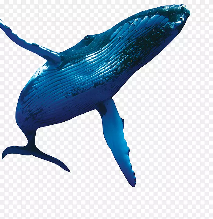 海豚钴蓝海洋生物-海豚