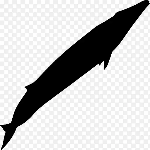 海豚蓝鲸，鲸须，须鲸-海豚