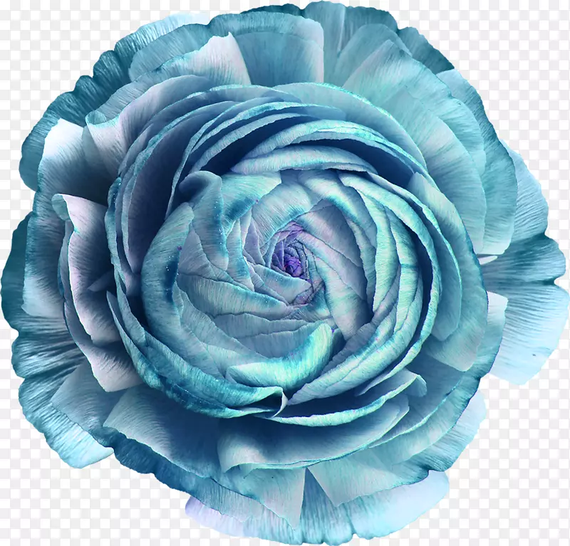 花园玫瑰蓝玫瑰切花