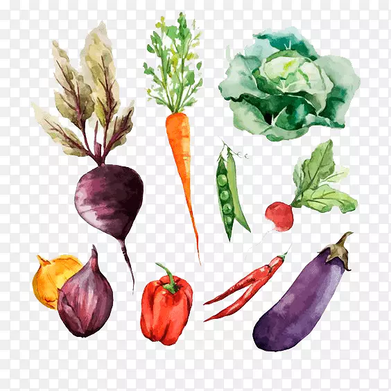根菜水彩画素描蔬菜