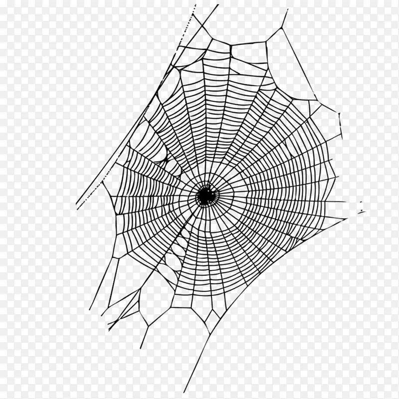 蜘蛛网蜘蛛丝网页-蜘蛛