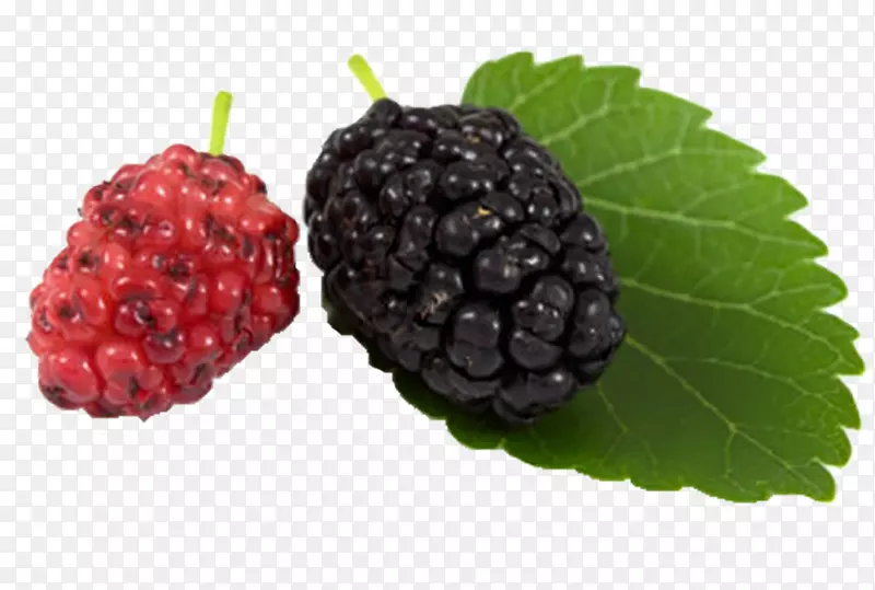 黑桑树，白桑，黑莓，黑果黑莓