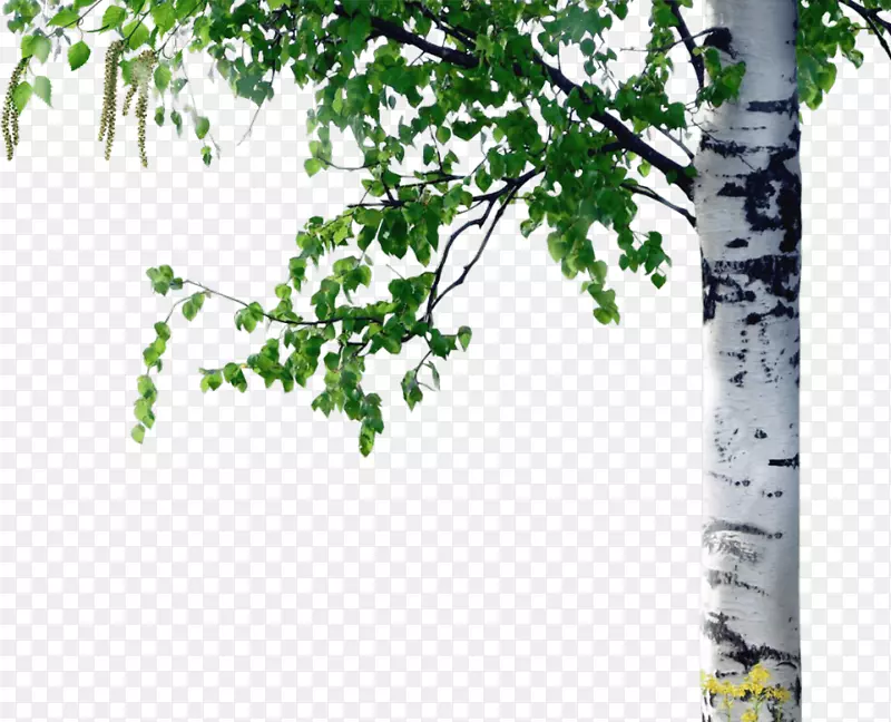 树干纸桦树卷曲桦树白桦树