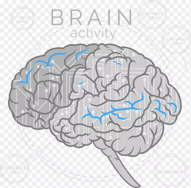 脑、大脑、人工智能、神经科学、神经反馈-脑