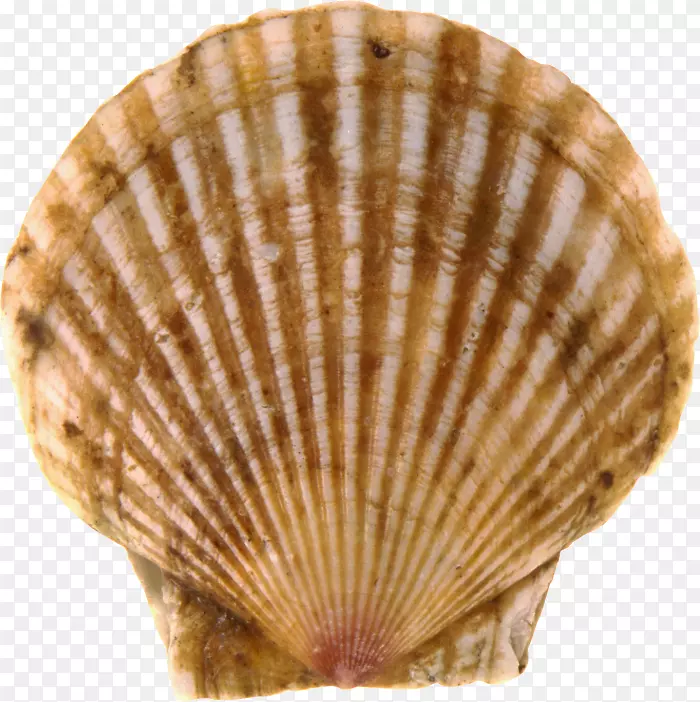 甲壳虫海胆conchology google图像-seashell