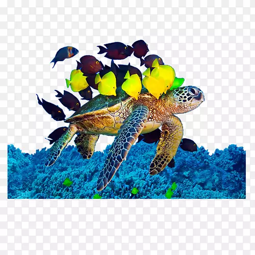 甲鱼海龟水下藻类-海龟