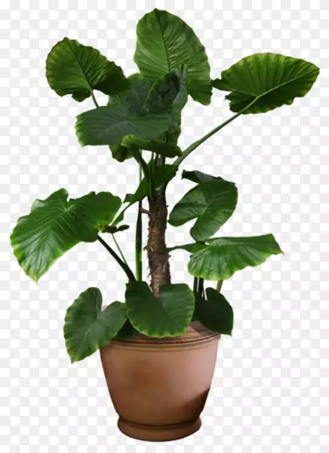 植物花盆-植物