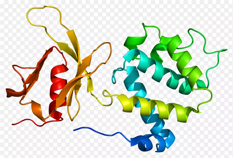 tln 1蕨类植物结构域paxrin蛋白结构域-结构域
