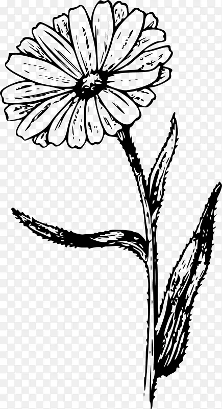 金盏菊画植物学插图剪贴画花