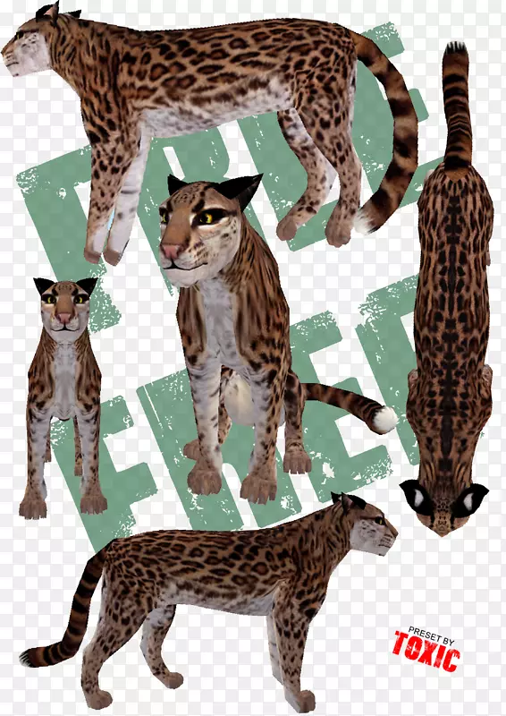 大型猫科动物，西洛猎豹，陆生动物-猫