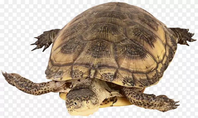 盒形海龟常见的海龟爬行动物龟-海龟