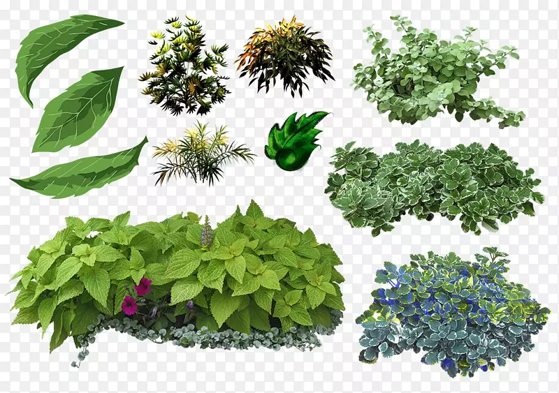 叶草本植物和花卉：植物，生长，在景观建筑上吃灌木-叶。