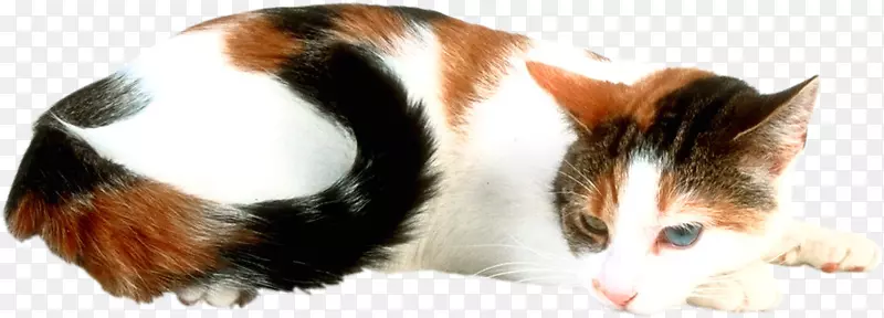 猫魔方月光石猫