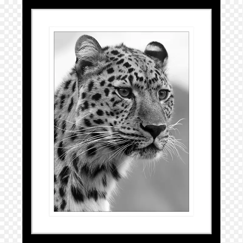 非洲野猫猫科猎豹虎-非洲纹