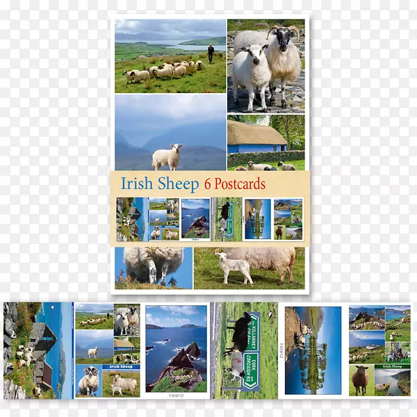 犬种都柏林明信片爱尔兰人-绵羊材料