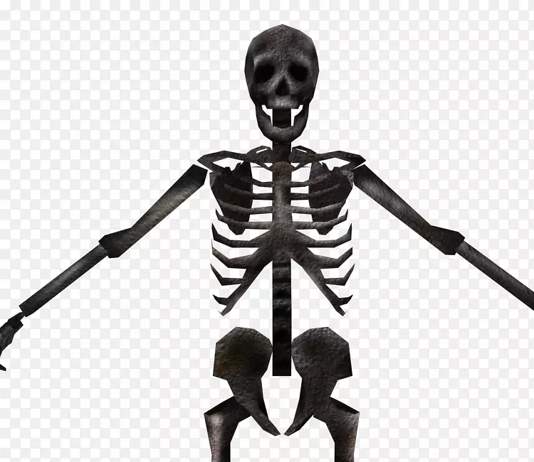 骨骼骨智人雕像-骨骼模型