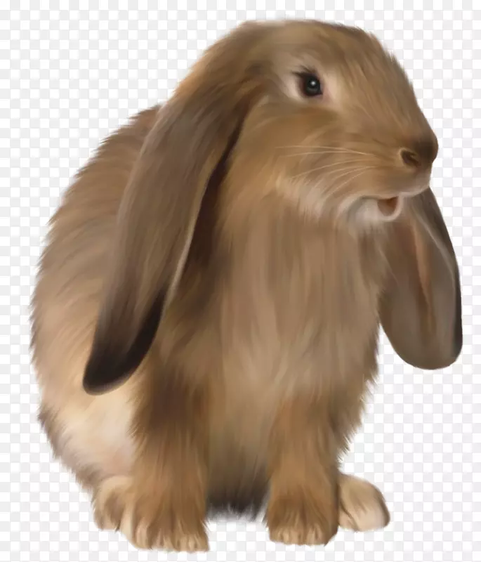 荷兰矮人兔剪贴画-兔子