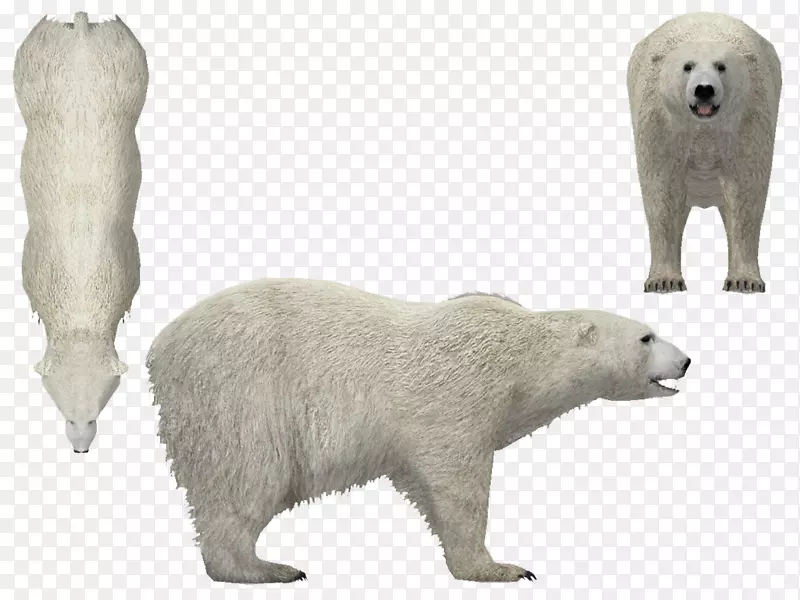 北极熊动物野生动物鼻子-北极熊