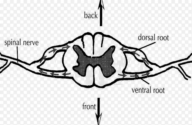 脊神经腹根脊髓背根神经节躯体神经系统