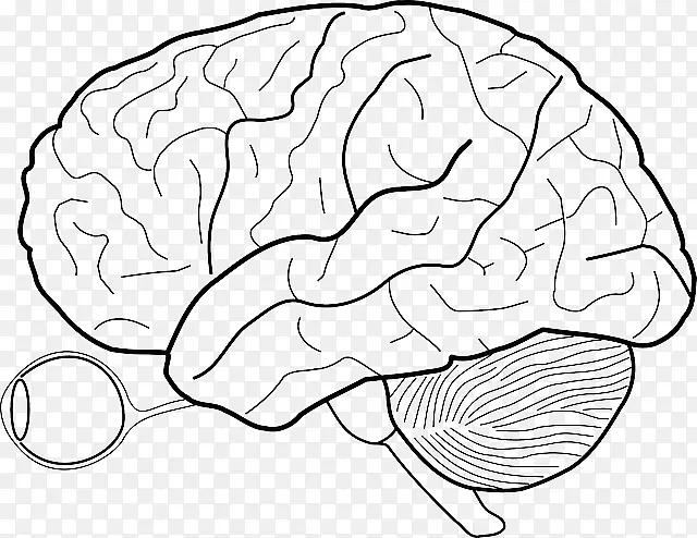 人脑绘制人体神经系统-大脑