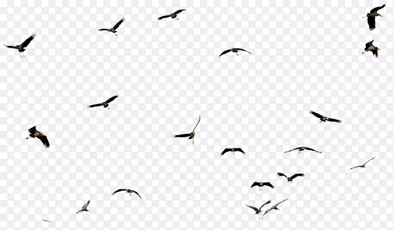 鸟鹦鹉模板图像分辨率-鸟类