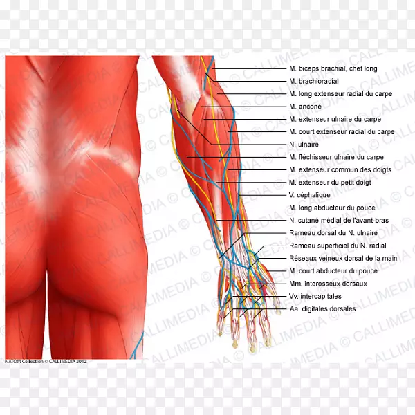前臂肌肉肘部解剖肌肉系统-手臂