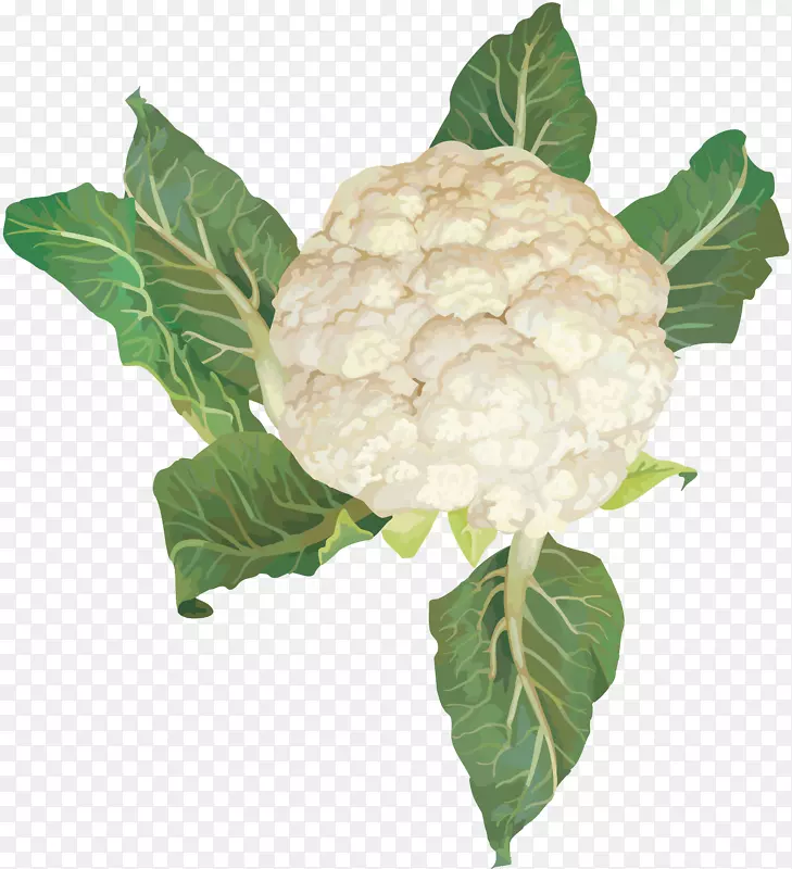 白菜花椰菜图像分辨率-卷心菜