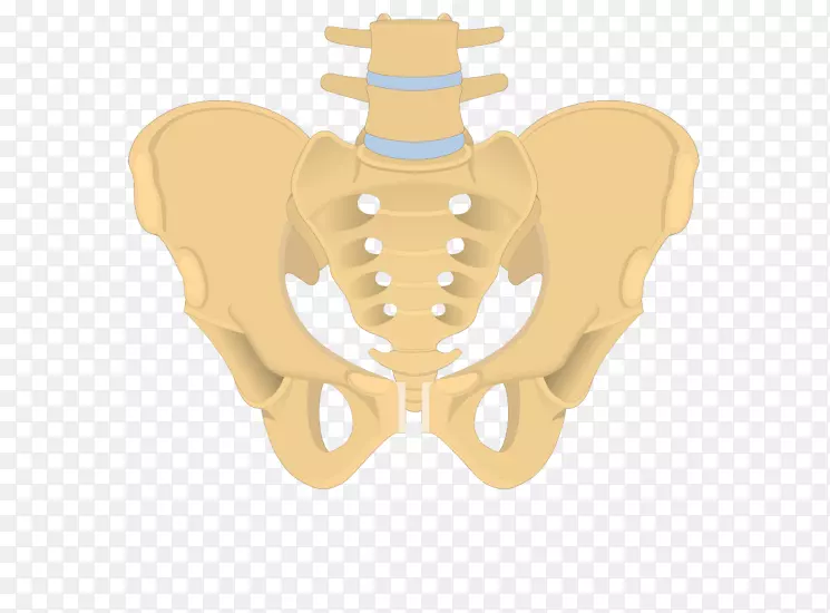 髋骨骶骨闭孔解剖-骶骨