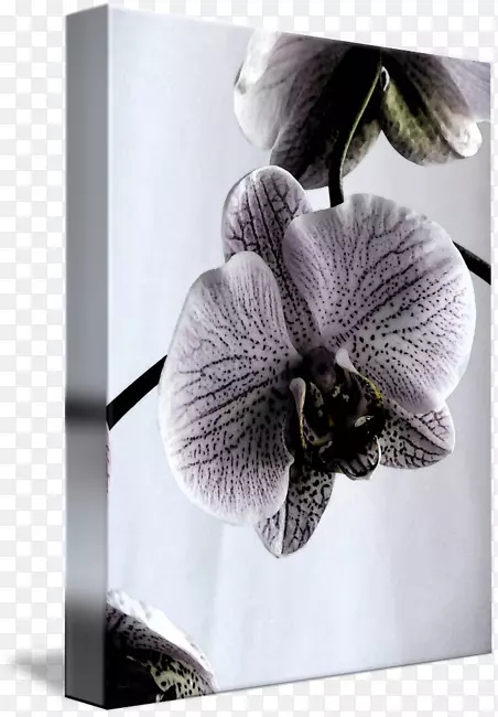 紫罗兰科-水色兰花