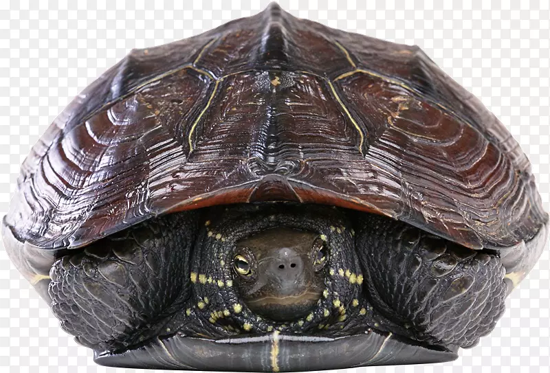 鹰嘴海龟科绿海龟