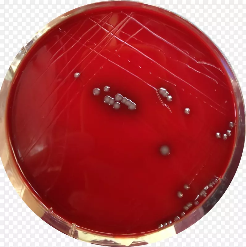 金黄色葡萄球菌琼脂平板表皮葡萄球菌血