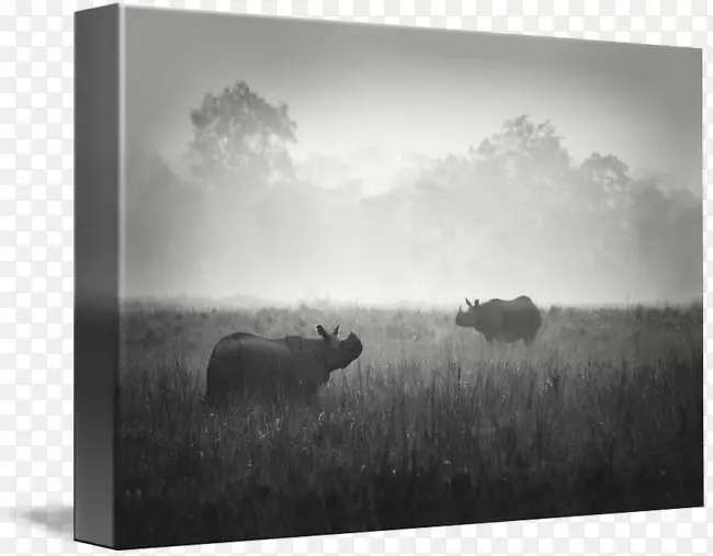 图片框收藏摄影野生动物白色草原