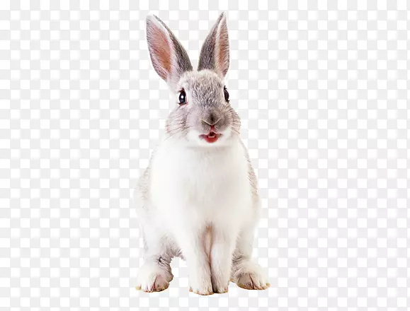 法国兔荷兰矮兔复活节兔