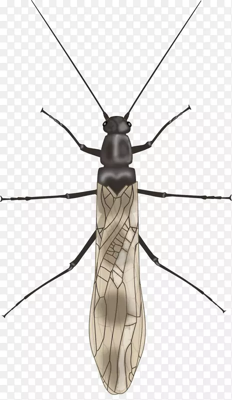 蚊虫，长角甲虫，有翅的昆虫，苍蝇-蚊子
