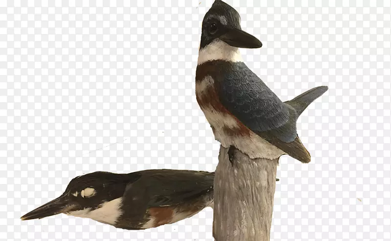 德拉瓦自然历史博物馆鸭鸟收藏艺术-鸭子