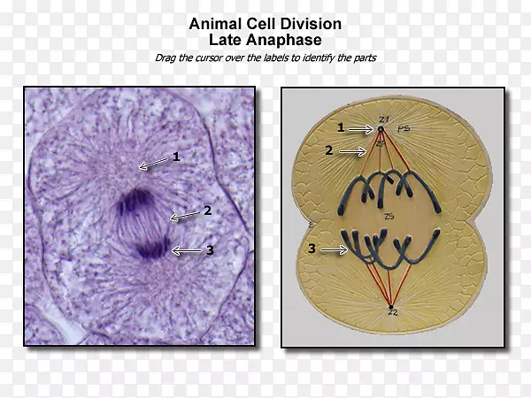 体细胞分裂后期动物有丝分裂-细胞分裂